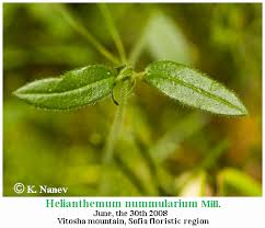 Attēlu rezultāti vaicājumam “Helianthemum nummularium leaf”