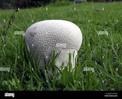 Attēlu rezultāti vaicājumam “Calvatia utriformis”