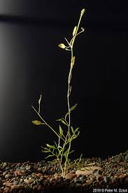 Attēlu rezultāti vaicājumam “Potamogeton gramineus”