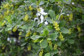 Attēlu rezultāti vaicājumam “Armeria vulgaris”