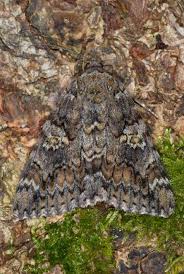 Attēlu rezultāti vaicājumam “Catocala sponsa”