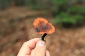 Attēlu rezultāti vaicājumam “Polyporus varius”