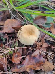 Attēlu rezultāti vaicājumam “Gyroporus cyanescens”