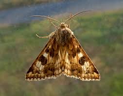 Attēlu rezultāti vaicājumam “Protoschinia scutosa”