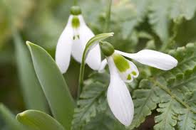 Attēlu rezultāti vaicājumam “Galanthus nivalis leaf”