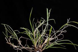 Attēlu rezultāti vaicājumam “Poa compressa”