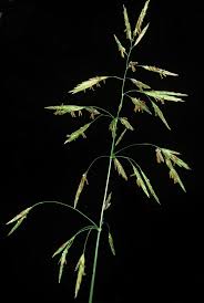 Attēlu rezultāti vaicājumam “Bromopsis inermis leaf”