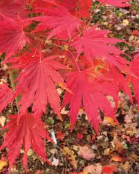 Attēlu rezultāti vaicājumam “Acer pseudosieboldianum”