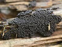 Attēlu rezultāti vaicājumam “Ruzenia spermoides”