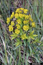 Attēlu rezultāti vaicājumam “Euphorbia virgata flower”