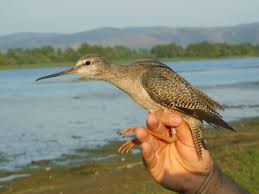 Image result for Tringa erythropus