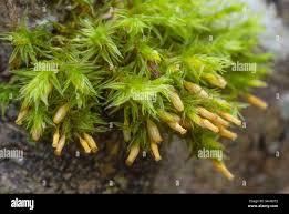 Attēlu rezultāti vaicājumam “Orthotrichum speciosum”