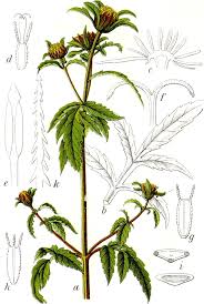 Attēlu rezultāti vaicājumam “Bidens tripartita”