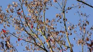 Attēlu rezultāti vaicājumam “Acer tataricum subsp. ginnala bud”
