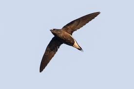 Image result for Hirundapus caudacutus