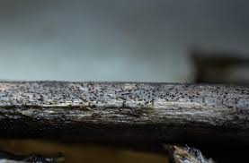 Attēlu rezultāti vaicājumam “Dianema nivale macro”