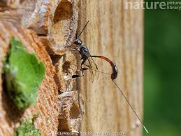 Attēlu rezultāti vaicājumam “Gasteruption jaculator”