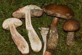 Attēlu rezultāti vaicājumam “Leccinum scabrum”