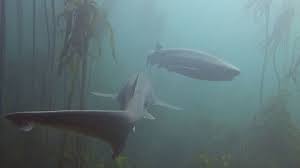 Image result for Notorynchus cepedianus