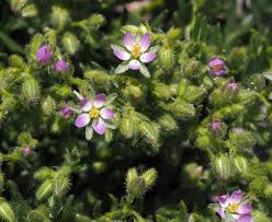 Attēlu rezultāti vaicājumam “Spergularia marina”