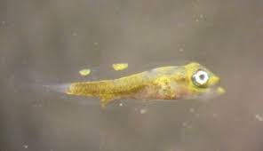 Image result for Pseudomyxus capensis
