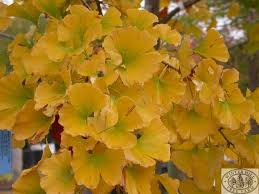 Attēlu rezultāti vaicājumam “Ginkgo biloba male flower”
