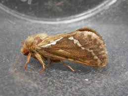 Attēlu rezultāti vaicājumam “Hepialus lupulinus”