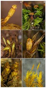 Attēlu rezultāti vaicājumam “Orthotrichum speciosum sporophyte”