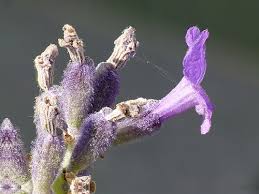 Attēlu rezultāti vaicājumam “Lavandula angustifolia flower”