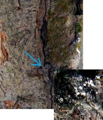 Attēlu rezultāti vaicājumam “Lachnellula willkommii”