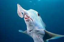 Image result for Callorhinchus capensis