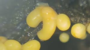 Attēlu rezultāti vaicājumam “Licea minima spores”