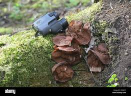 Attēlu rezultāti vaicājumam “Discina perlata”