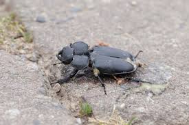 Attēlu rezultāti vaicājumam “Lucanidae”