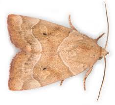 Attēlu rezultāti vaicājumam “Cosmia trapezina”