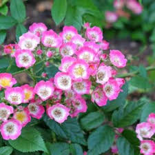 Attēlu rezultāti vaicājumam “Rosa subcanina”