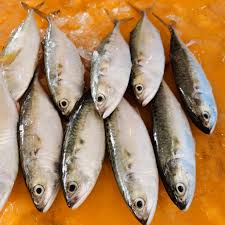 Image result for ikan