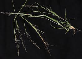 Attēlu rezultāti vaicājumam “Thamnobryum subserratum sporophyte”