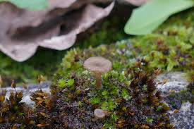 Attēlu rezultāti vaicājumam “Lamprospora tortulae-ruralis”