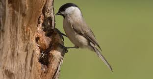 Attēlu rezultāti vaicājumam “Poecile palustris adult”