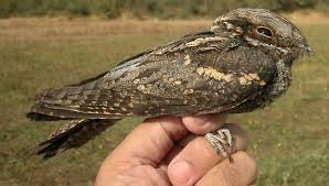 Attēlu rezultāti vaicājumam “Caprimulgus europaeus juvenile”