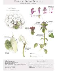 Attēlu rezultāti vaicājumam “Lamium purpureum flower”