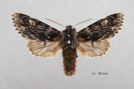 Attēlu rezultāti vaicājumam “Brachionycha nubeculosa”