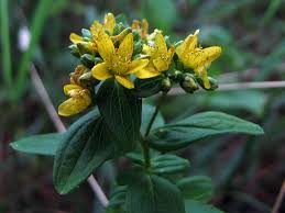 Attēlu rezultāti vaicājumam “Hypericum maculatum flower”