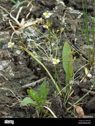 Attēlu rezultāti vaicājumam “Alisma gramineum”