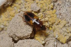 Attēlu rezultāti vaicājumam “Acupalpus flavicollis”