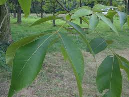 Attēlu rezultāti vaicājumam “Carya ovata leaf”