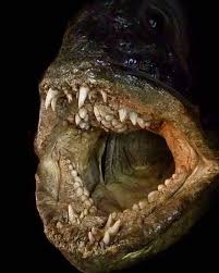 Image result for Anarhichas denticulatus