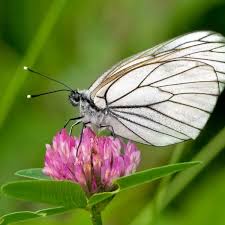 Attēlu rezultāti vaicājumam “Aporia crataegi upperside”