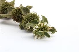 Image result for Marrubium vulgare